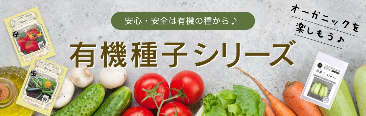 有機種子】半結球白菜 小袋 [栽培用 種子 葉菜] 野菜・果物の種,ハクサイ 白菜 )【種】なら、みつのぶ