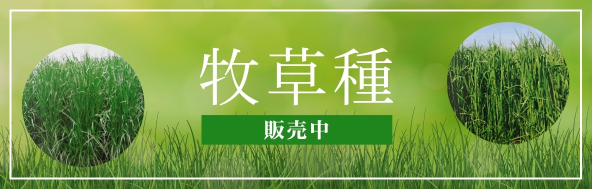 完全受注販売】 接木トマト セルトレー苗 250本 (128穴×2枚) | すべて